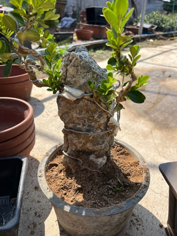 各种附石盆景！一物一拍！私拍不发货！