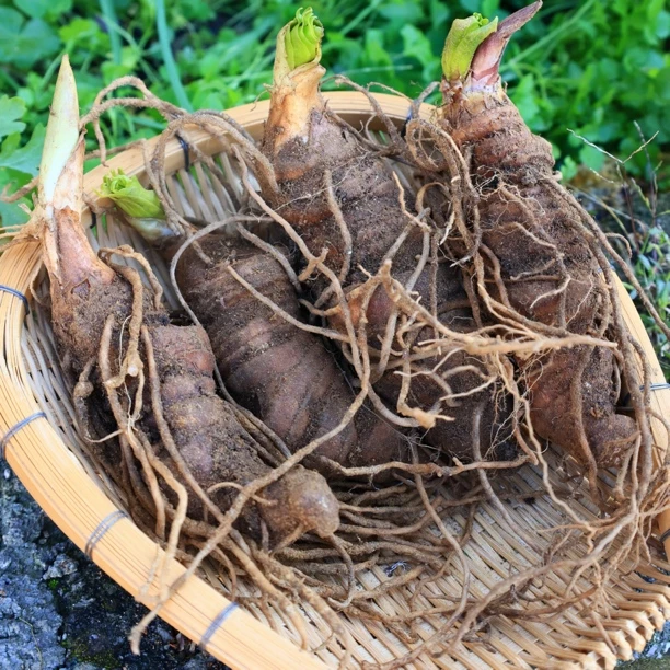野森珍༺重楼༻ 鲜重楼
