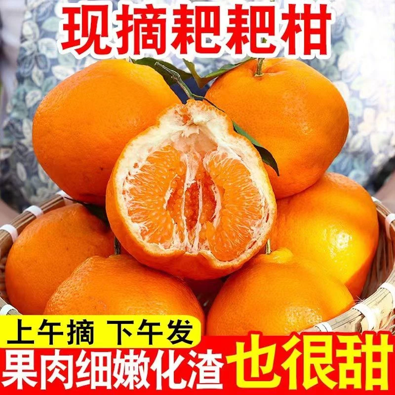 当季耙耙柑当季新鲜水果-四川春见耙耙柑橘爆汁酸甜橘子桔子5/9斤