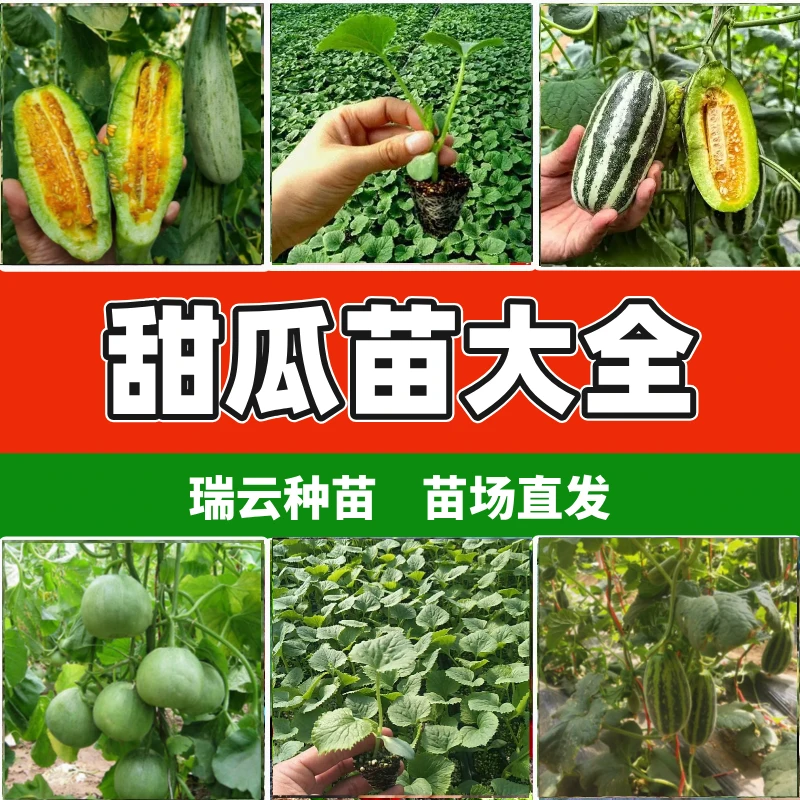 甜瓜苗大全甜瓜苗羊角蜜苗博洋九甜瓜苗绿宝甜瓜苗四季种植穴盘苗