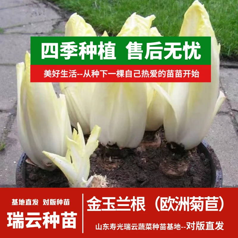 金玉兰根欧洲菊苣寿光苗场直发四季种植带土发货高产多茬采收盆栽