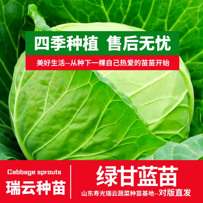 绿甘蓝苗包菜苗卷心菜苗圆白菜苗四季种植蔬菜苗苗场直发带土发货