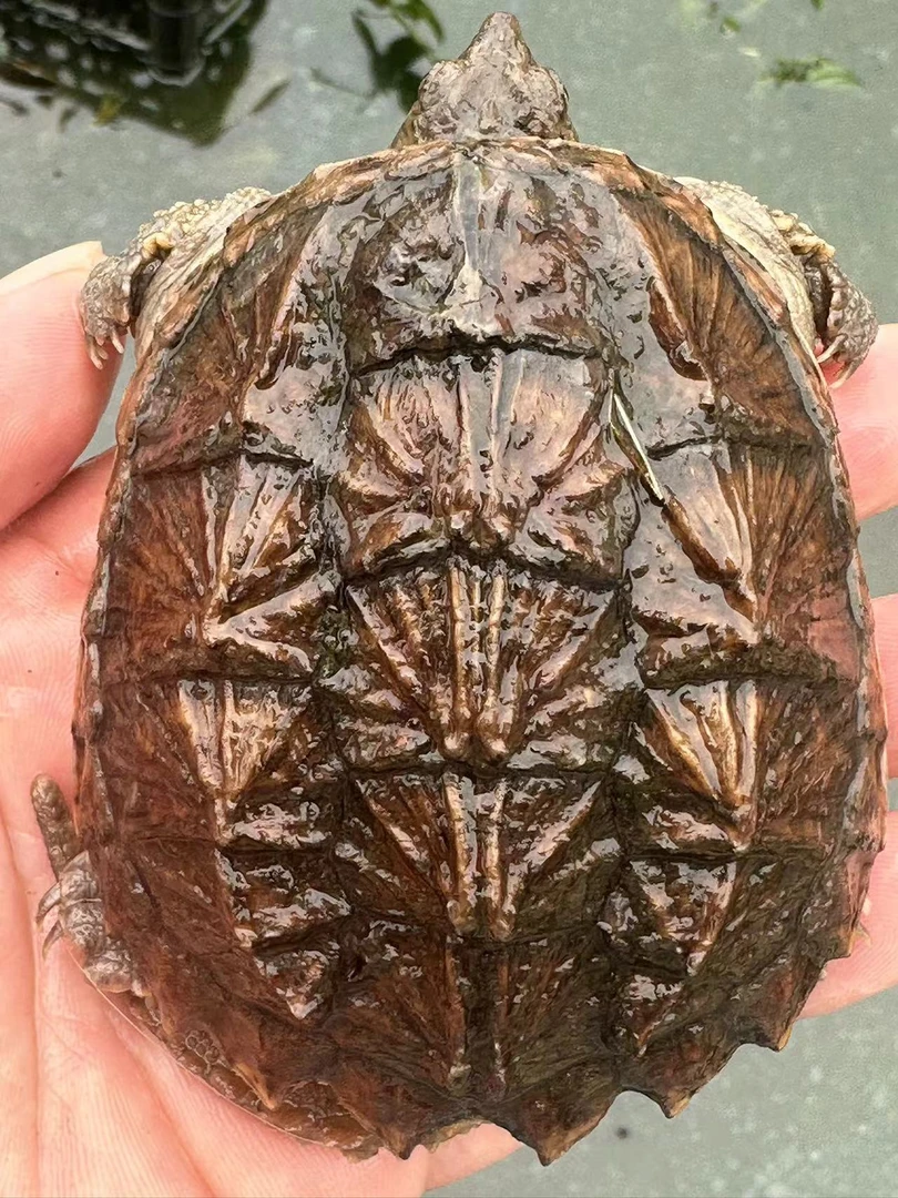 观赏小宠物    喜欢精品杂佛鳄到直播挑选