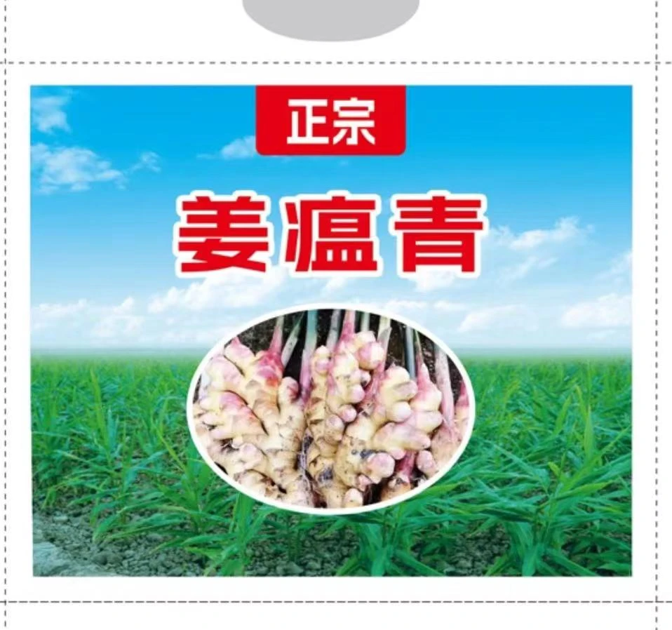 姜瘟药生姜防病套餐,姜瘟特效配方