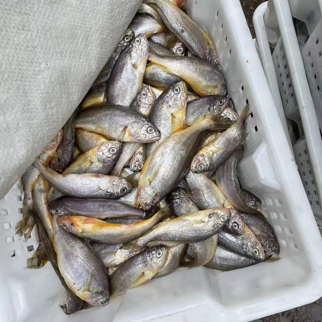 山东石岛海捕野生小黄鱼 一斤10-12条 净重4斤 顺丰包邮