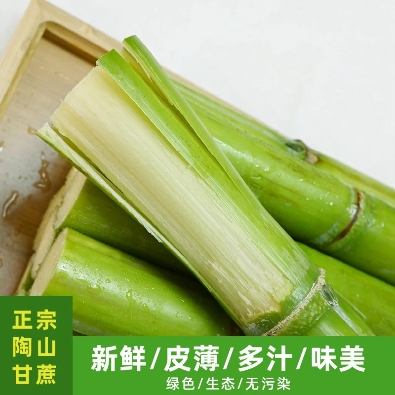 青皮甘蔗新鲜脆皮甘蔗绿皮5斤水果新鲜当季青皮陶山甘蔗 实惠装