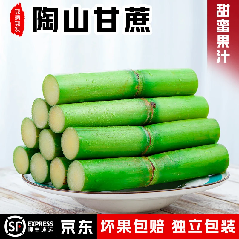 家姐专属 陶山甘蔗新鲜绿皮甘蔗5斤 当季温州特产水果 精品一节头