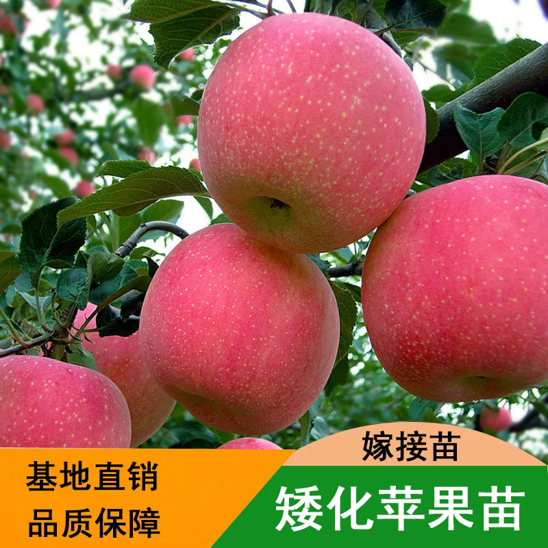 苹果树苗冰糖心红富士嫁接苹果苗