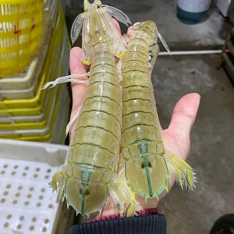 北海皮皮虾鲜活海鲜水产海虾琵琶虾虾爬子新鲜濑尿虾蒸熟发货包邮