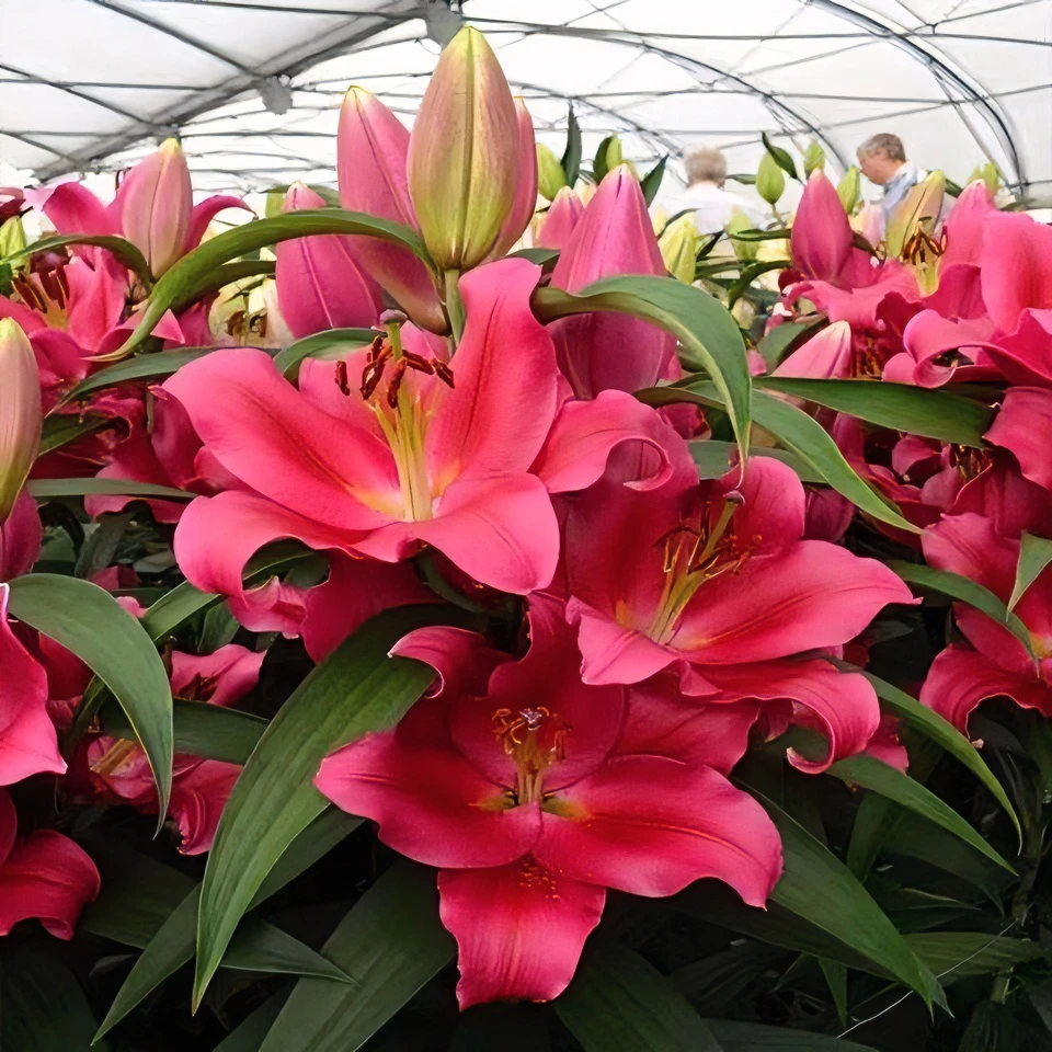 进口百合花香水大花浓香带芽发货种植高贵云南种球香水百合