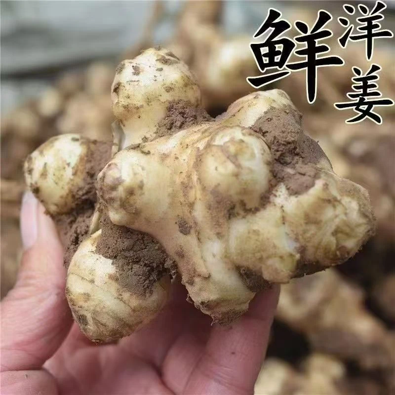 宁夏新鲜地溜子玉环甘露子地环宝塔菜螺丝菜地梨地葫芦洋姜