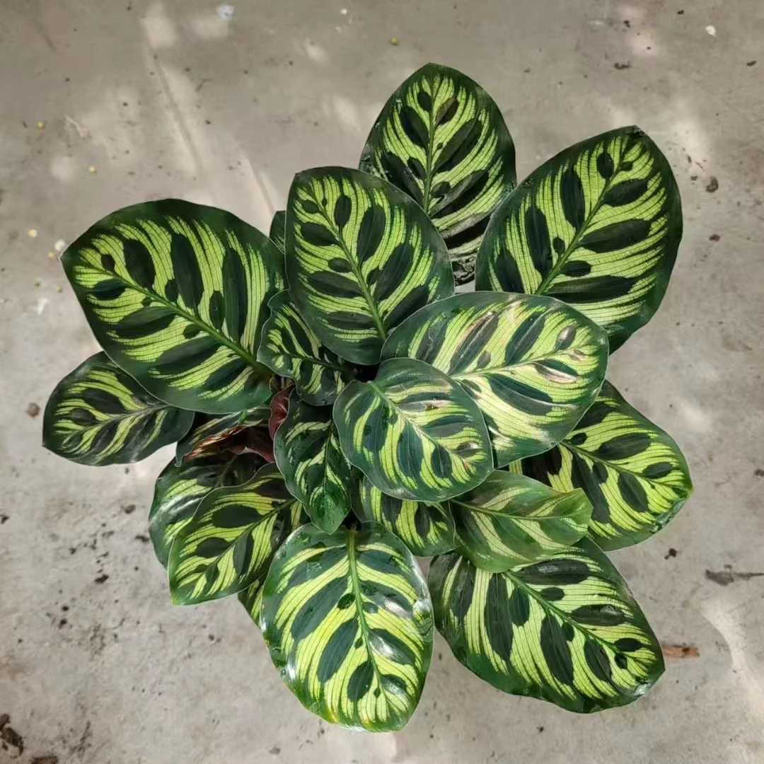 竹芋盆栽花卉绿植室内观叶植物四季常青懒人小盆栽绿植