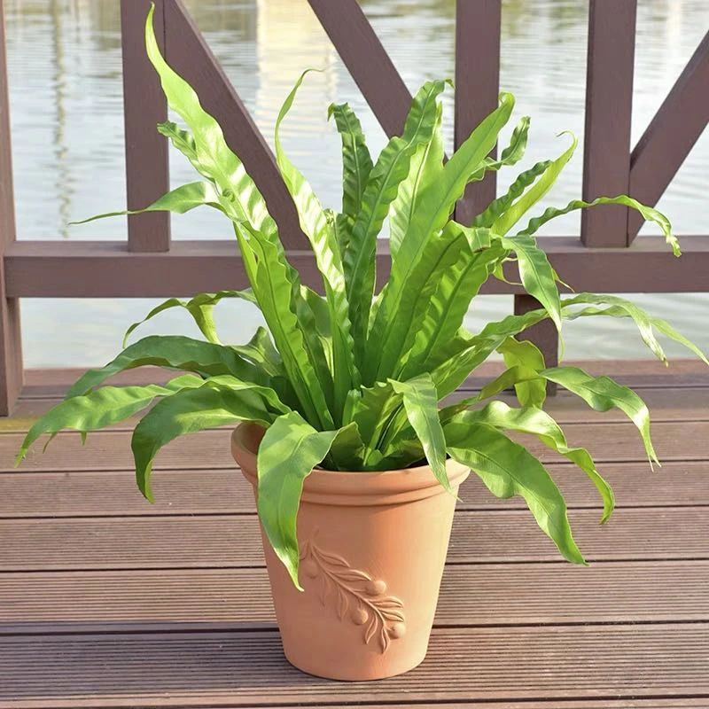 新疆包邮 鸟巢蕨（聚宝盆）超好养植物