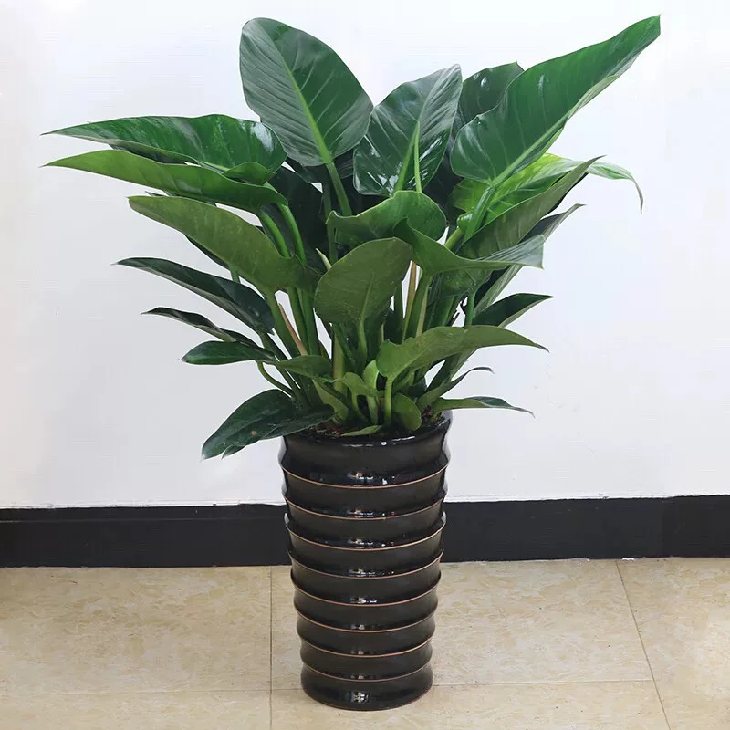 新疆包邮大叶金钻盆栽净化空气首选高65cm左右新疆农业博览园培育