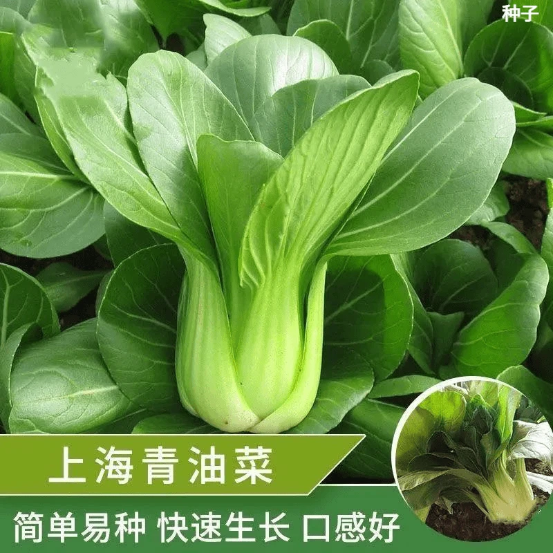 上海青小油菜小白菜新鲜蔬菜青菜小白菜四季耐寒耐热盆栽蔬菜