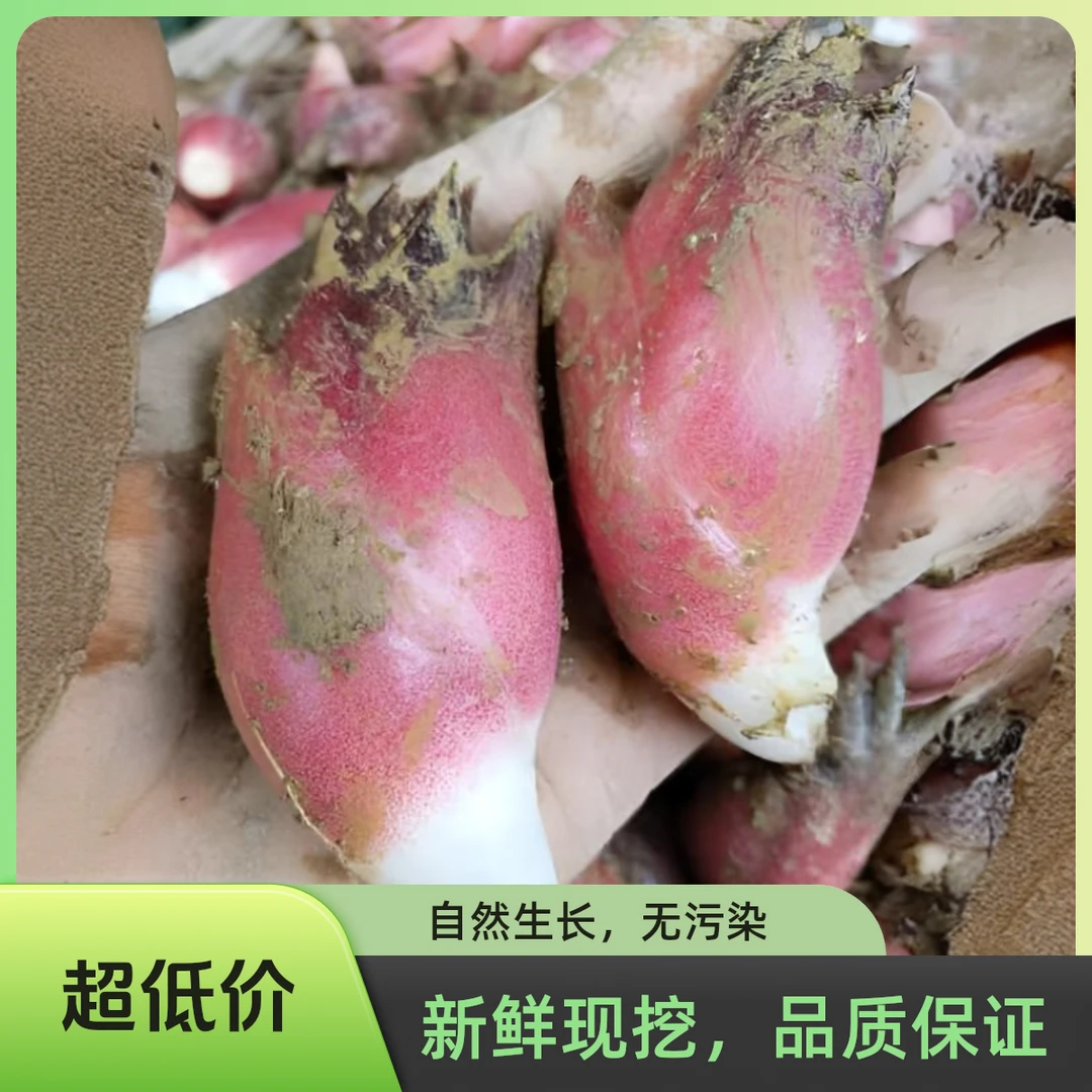 新鲜现摘野生阳荷姜当季新鲜蔬菜洋荷姜笋火姜野菜蘘荷净重