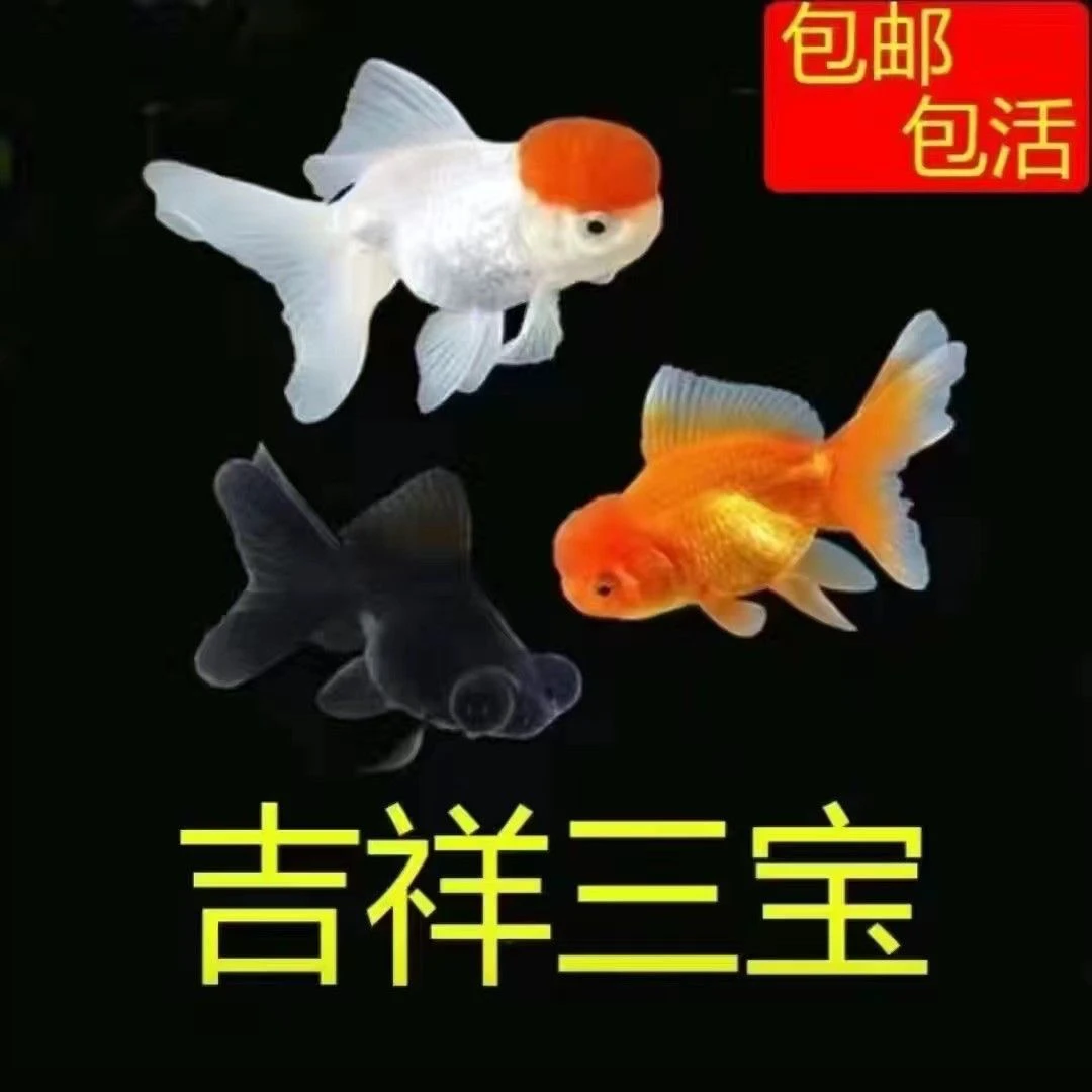 金鱼观赏鱼冷水鱼黑龙睛红国狮鹤顶红活体耐养