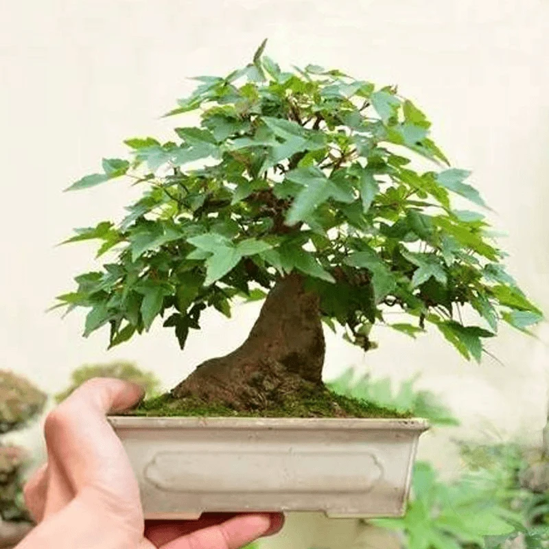 一物一拍对节白蜡唐枫济州真柏黑松野山楂山红叶小叶榆树盆景