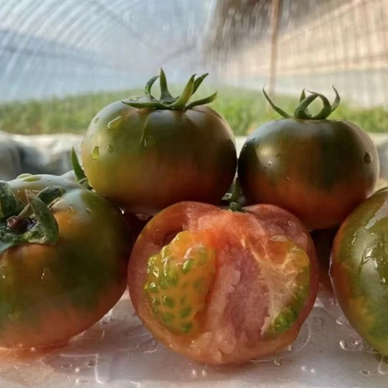 【绿色食品】中果5斤大连正宗铁皮柿子草莓柿子西红柿铁皮草莓柿子