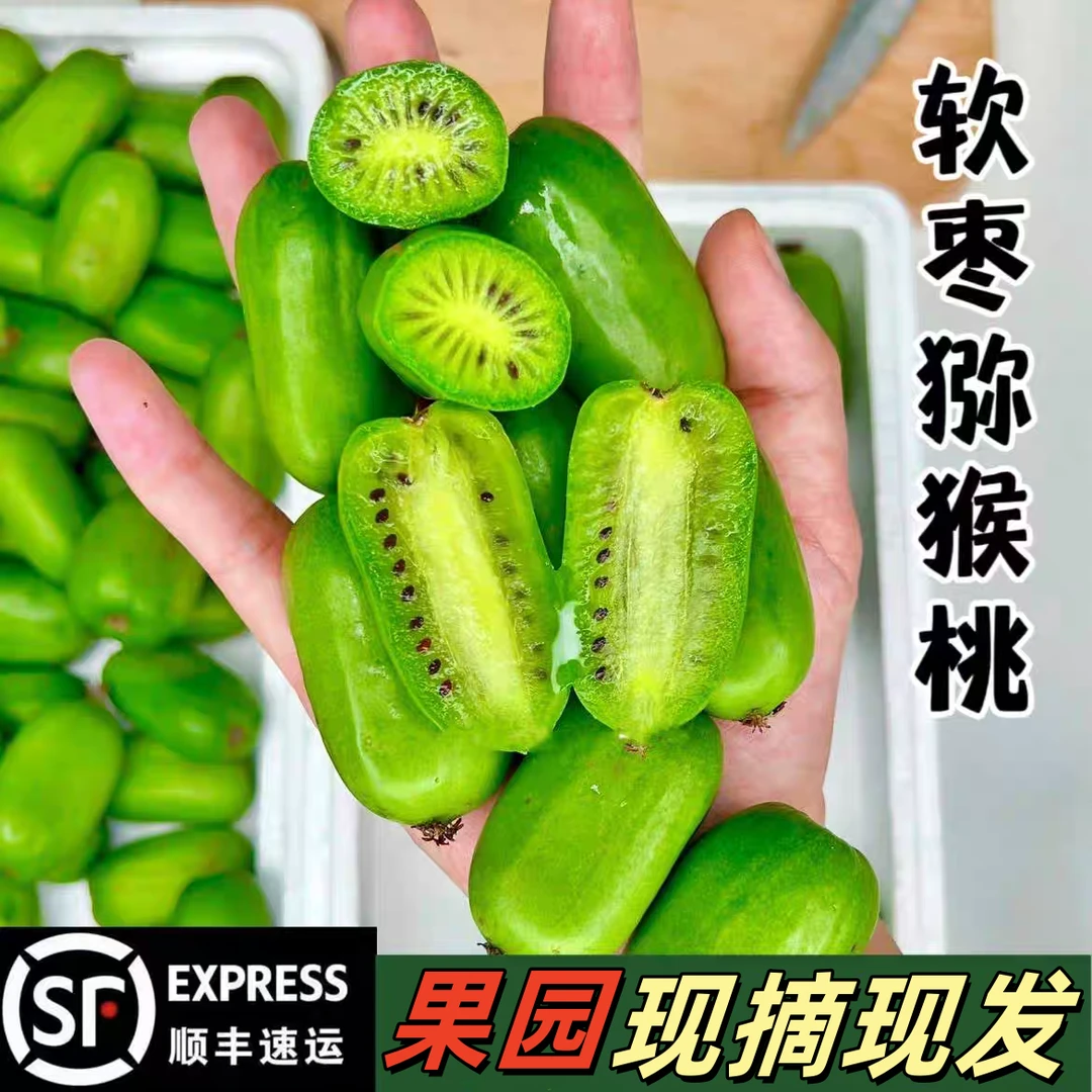 果王拍1单发3斤 新鲜软枣猕猴桃 软枣子 狗枣子  顺丰发货