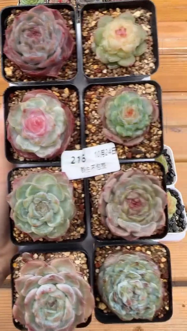 【闪购商品】珍妮糖心1024-216