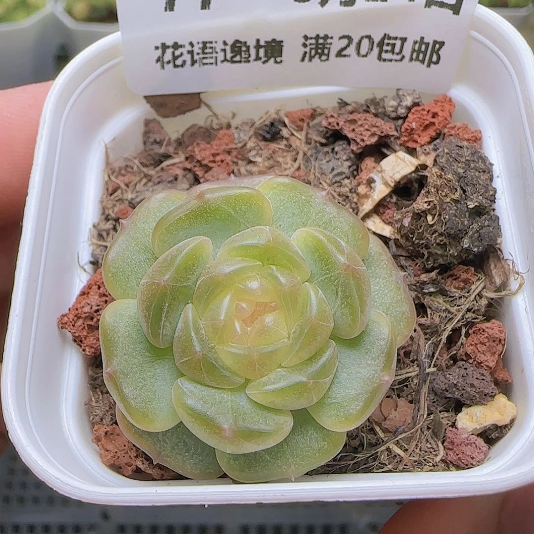 HY0824-77糖心白恋