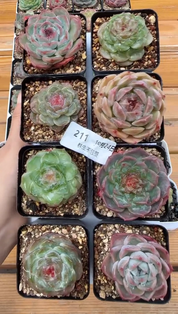 【闪购商品】珍妮糖心1024-211