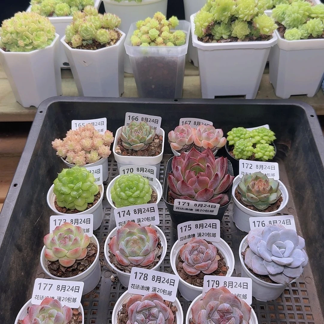 HY0824-180珍妮糖心