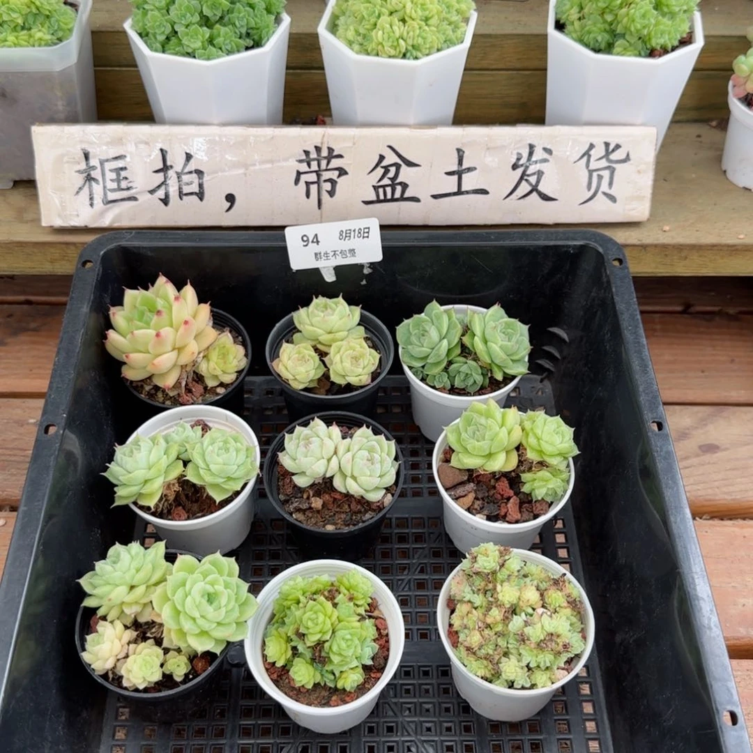 框拍框拍0818-94