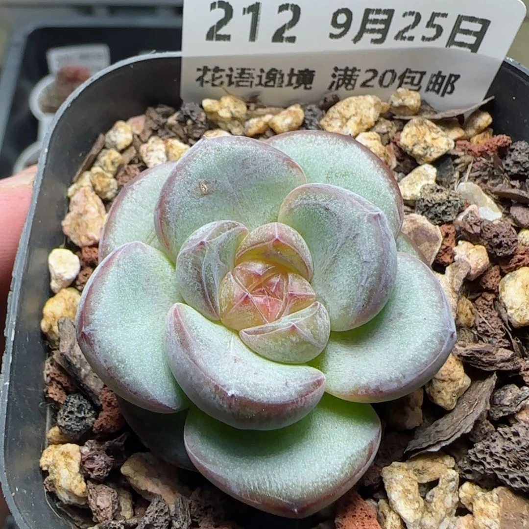 HY0925-212星星珍妮