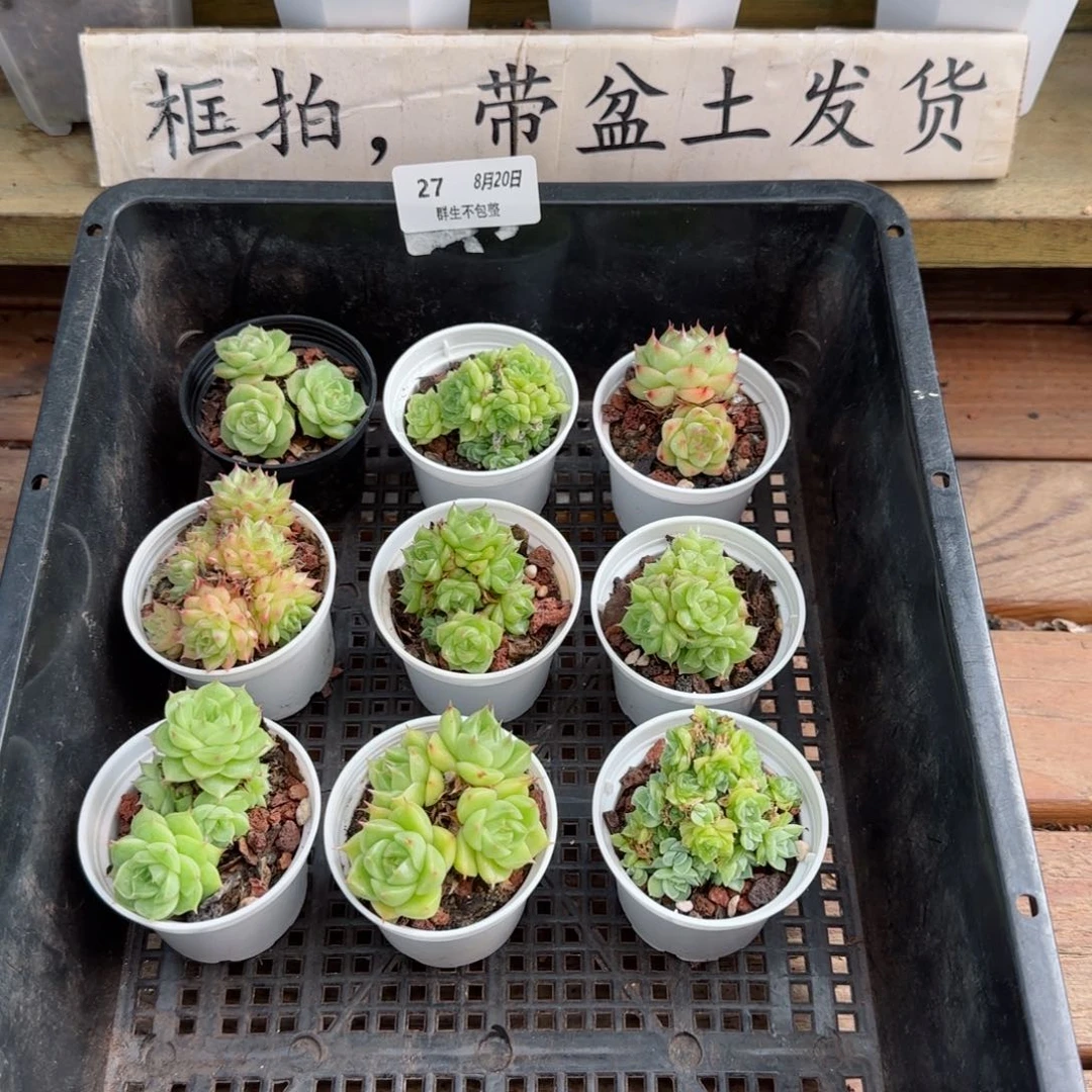 框拍框拍0820-27