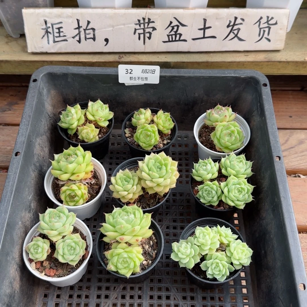 框拍框拍0820-32