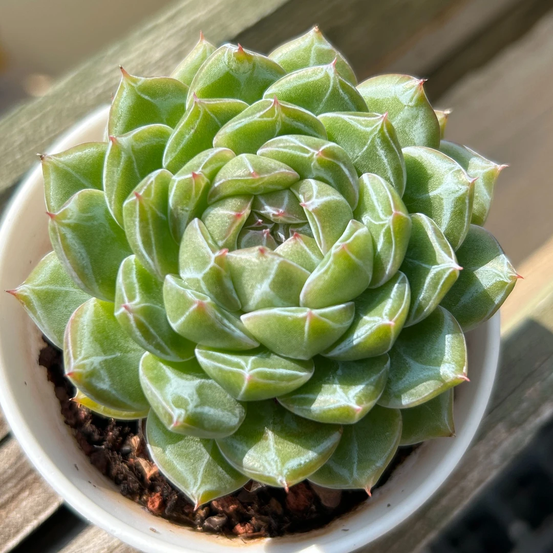 钻石暗纹雪花珍妮多肉植物新手好养