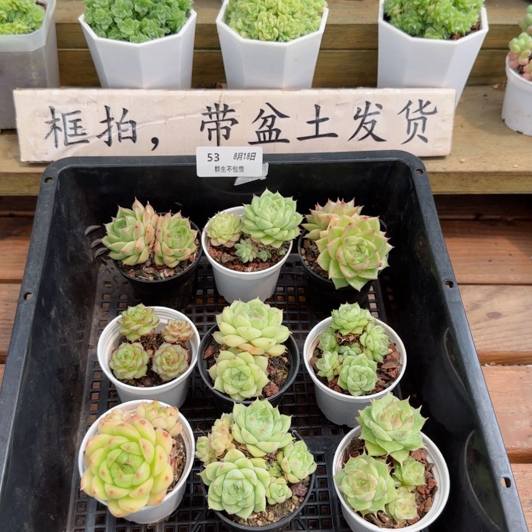 框拍框拍0818-53