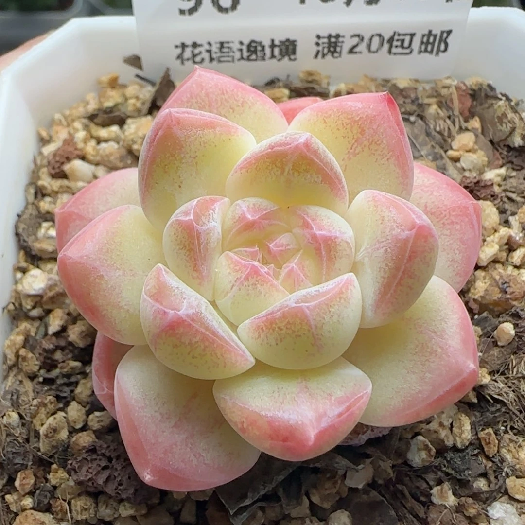 HY1017-96珍妮糖心