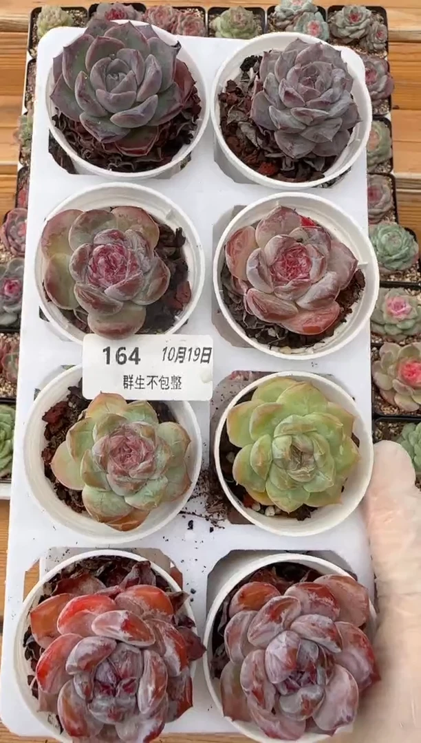 【闪购商品】钻石糖心1019-164