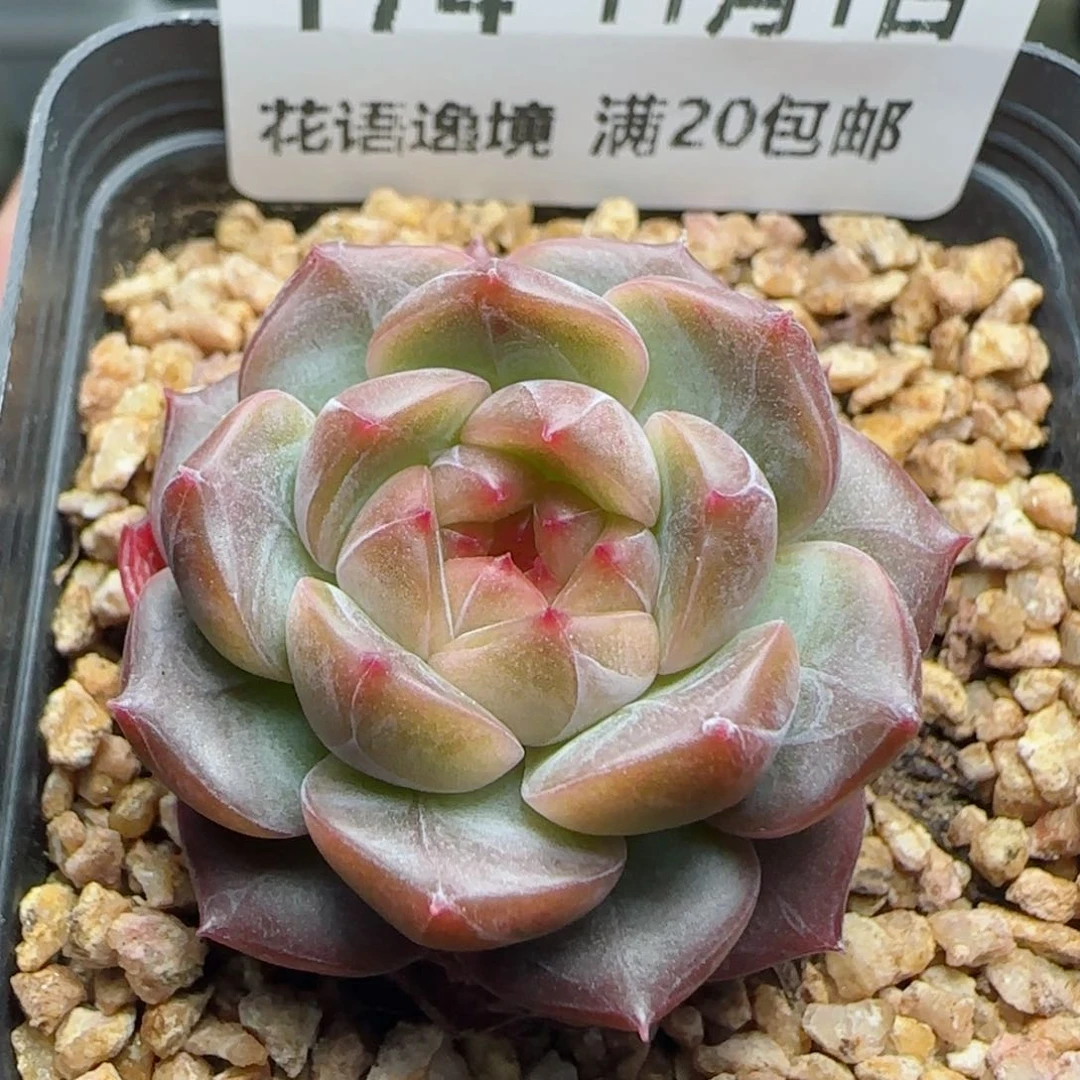 HY1101-174晴川珍妮