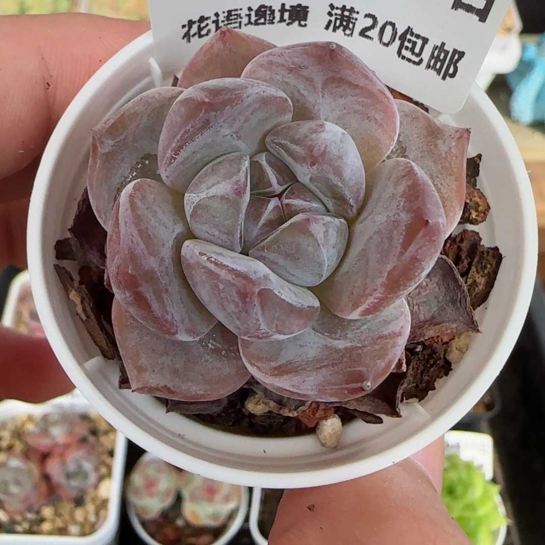 HY0827-49糖心星影