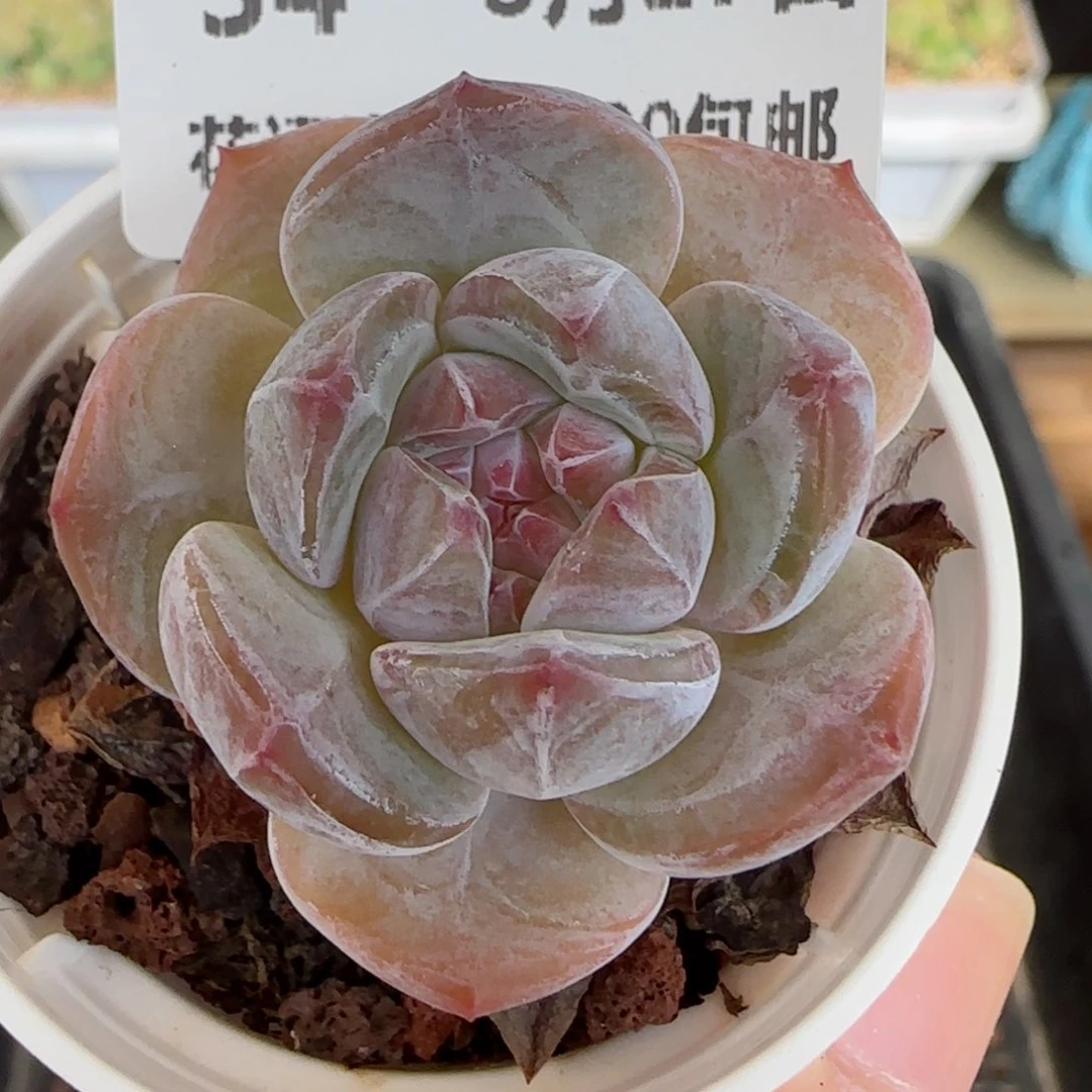 HY0827-34糖心星影