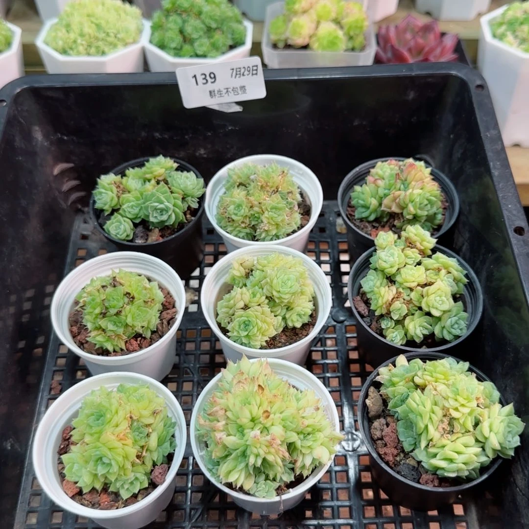 福利组合0729-139