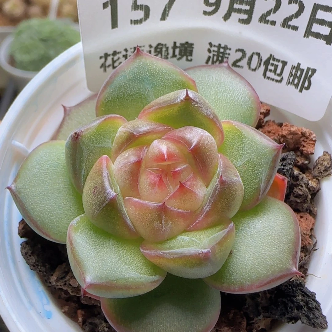 HY0922-157蜜桃珍妮