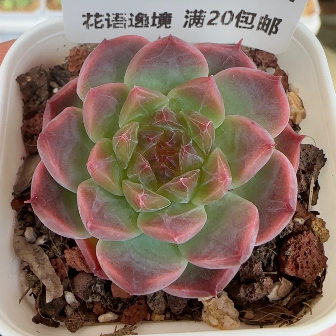 HY0829-54花仙子
