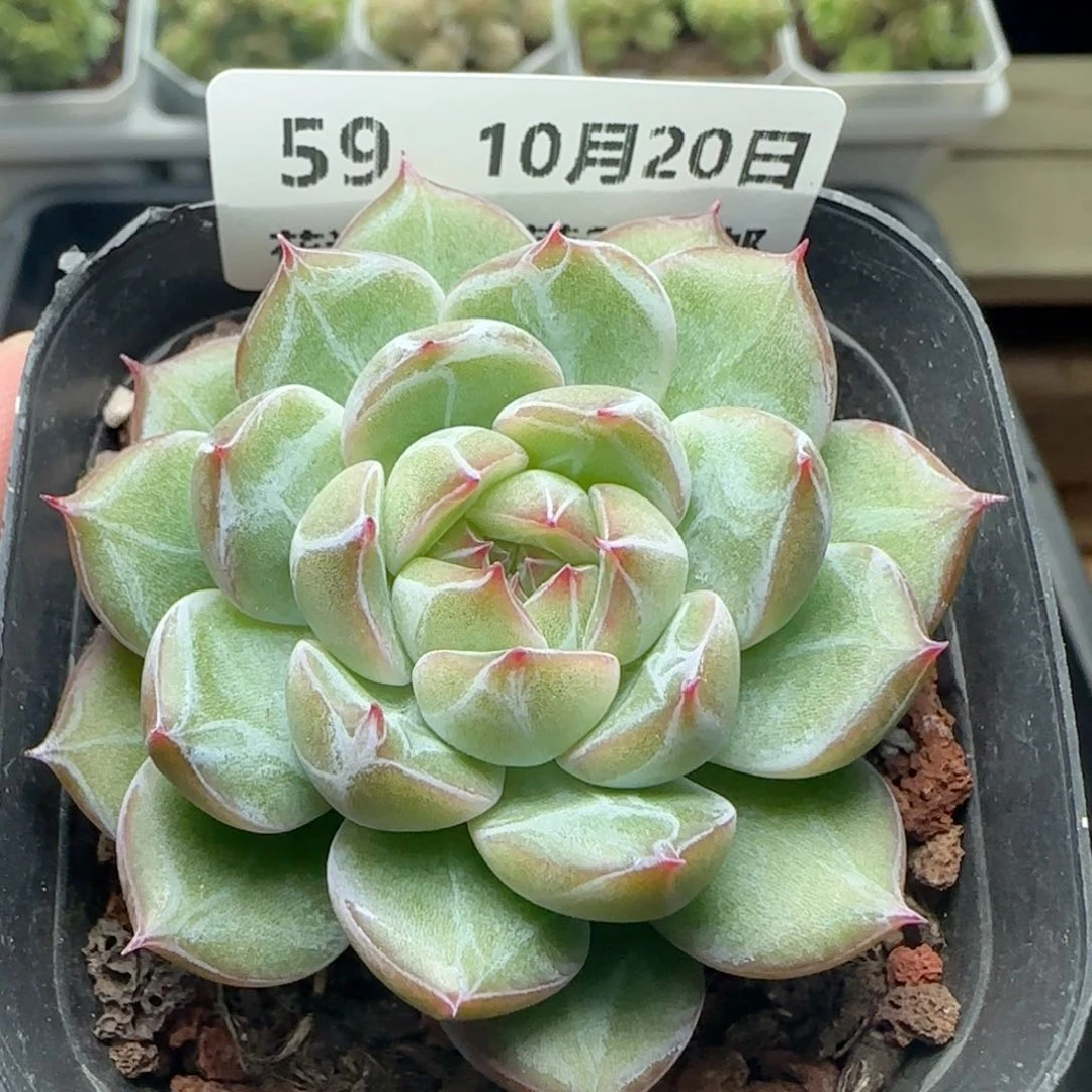 HY1020-59雪花珍妮