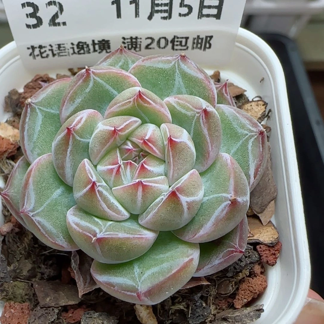 HY1105-32雪花珍妮