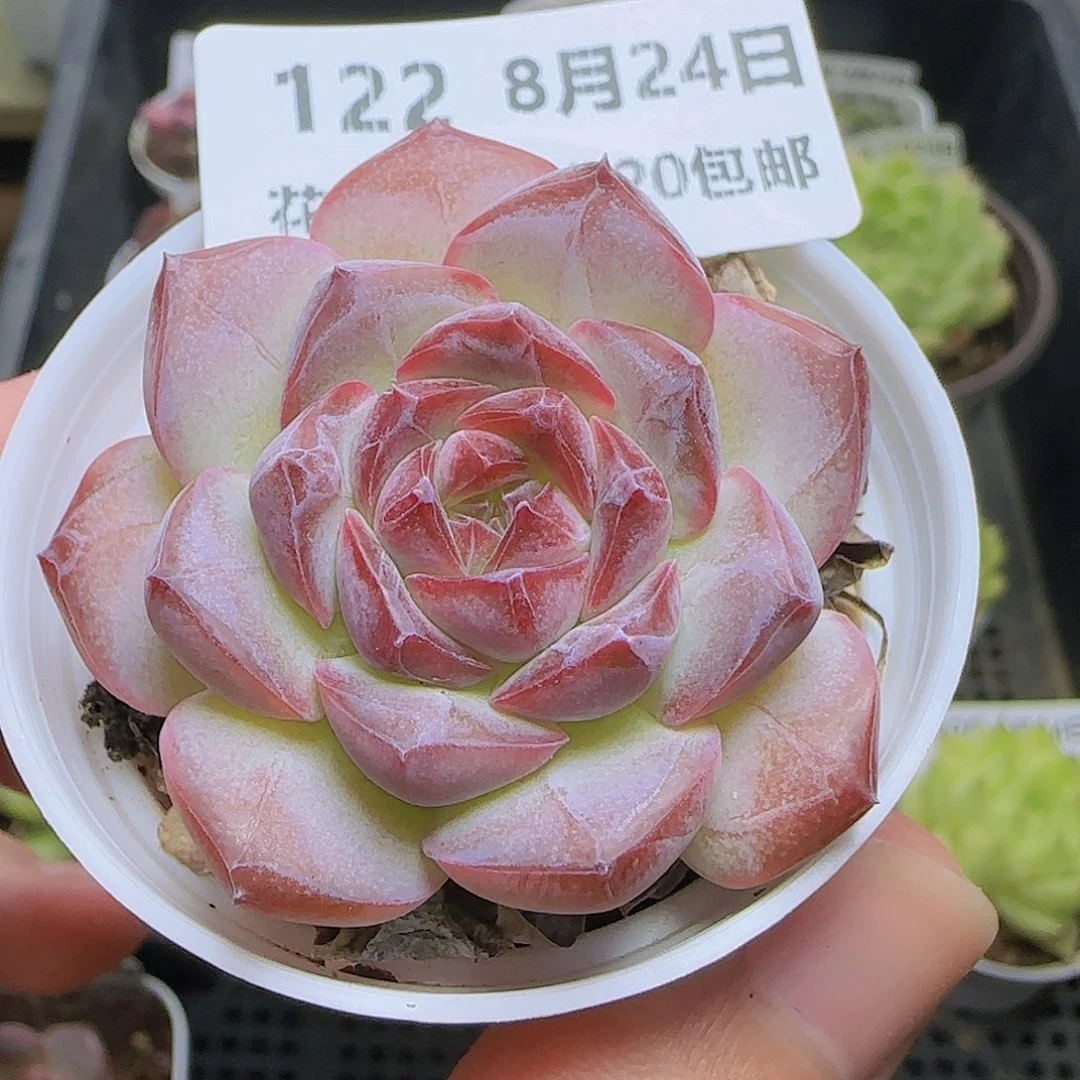 HY0824-122珍妮糖心