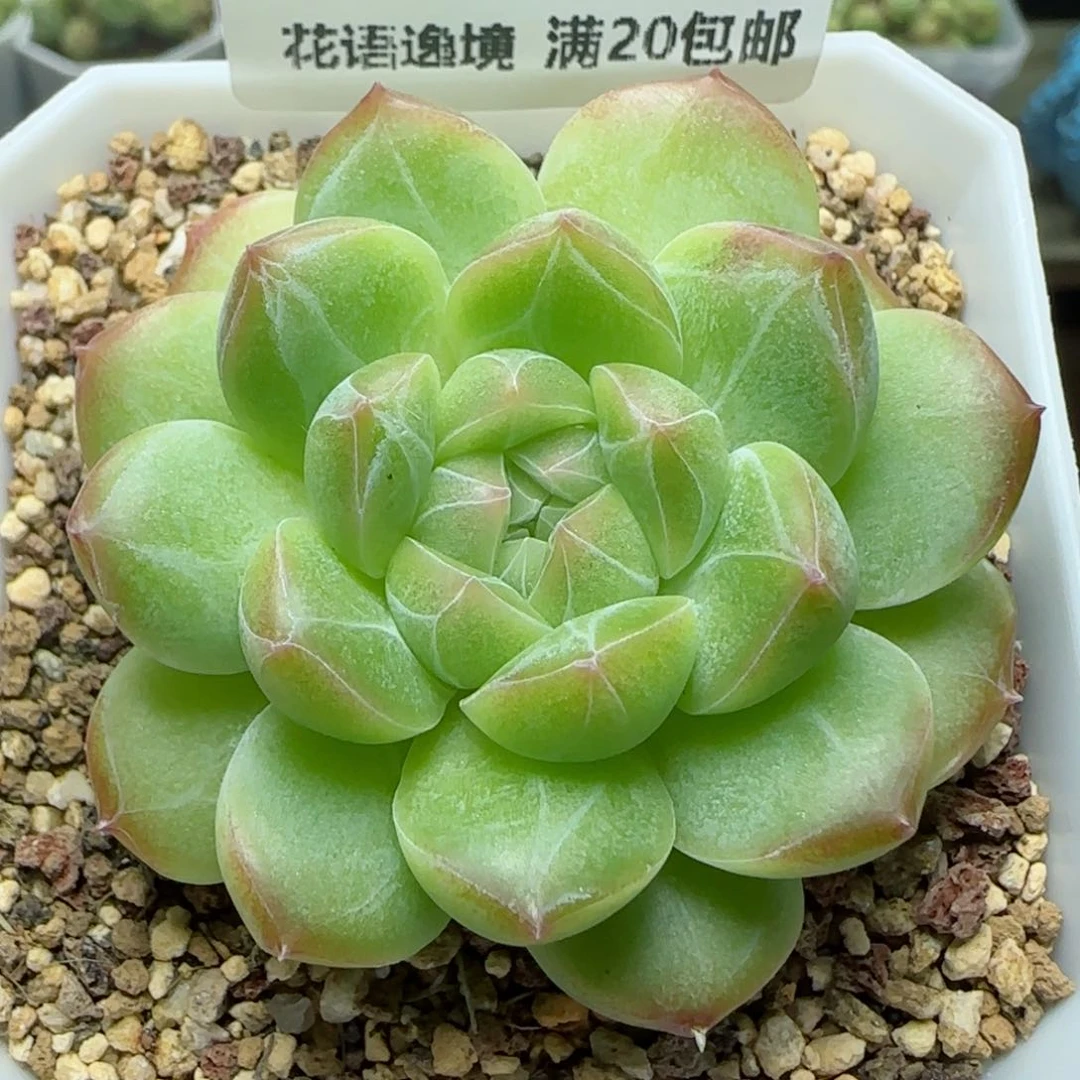HY0823-95暗纹糖心