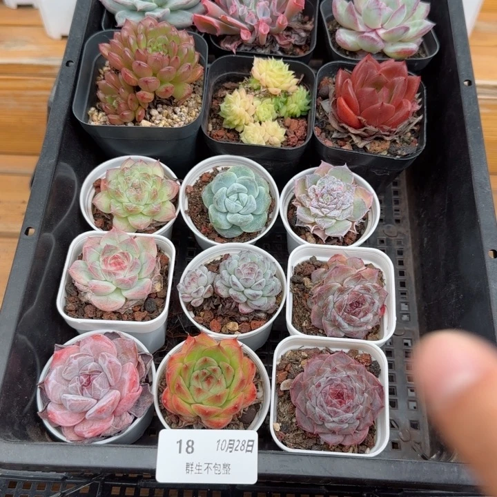 蓉*框拍框拍1028-18