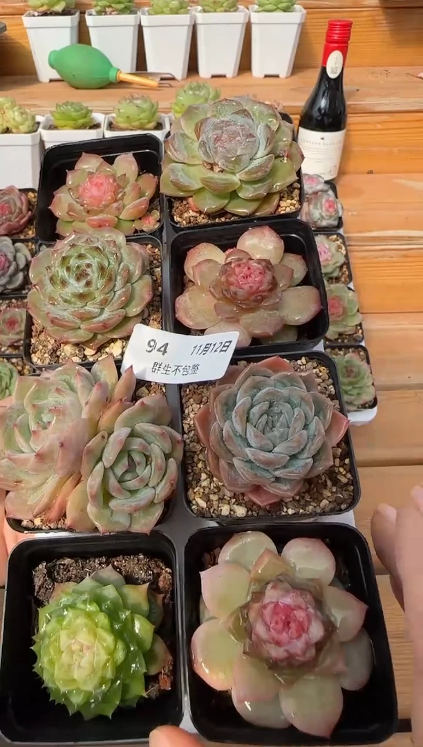 【闪购商品】1112-94