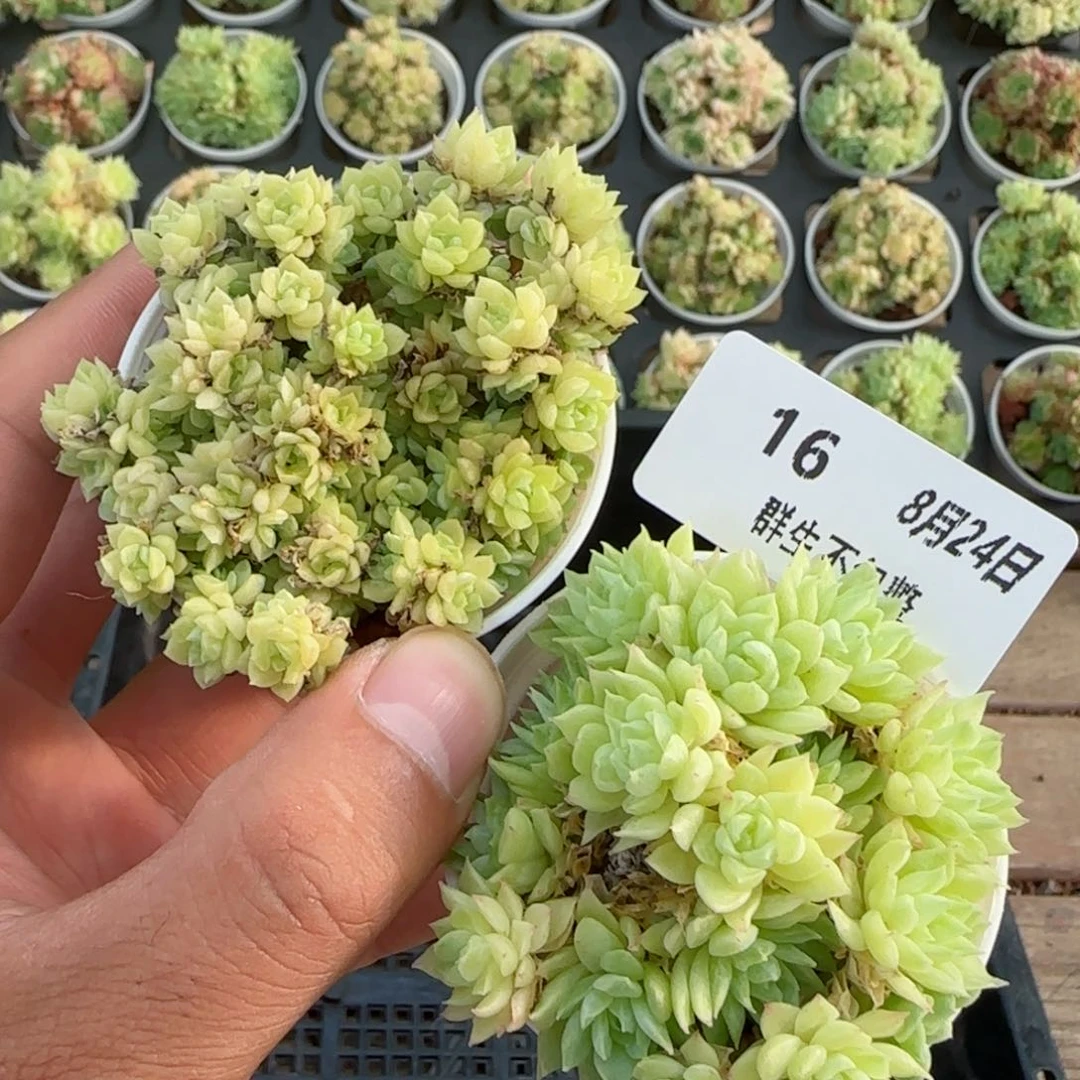 框拍框拍0824-16