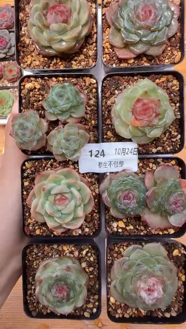 【闪购商品】珍妮糖心1024-124